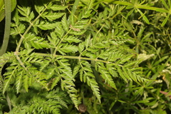 Anthriscus sylvestris