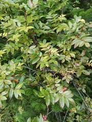 Sorbus sambucifolia