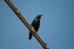 Sturnus unicolor