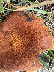 Suillus cavipes