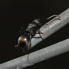 Polyrhachis phryne