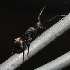 Polyrhachis phryne