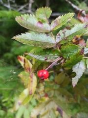 Sorbus sambucifolia