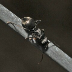 Polyrhachis phryne
