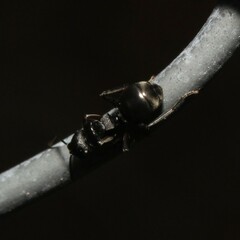 Polyrhachis phryne