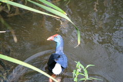 Porphyrio porphyrio