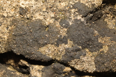 Lichinaceae