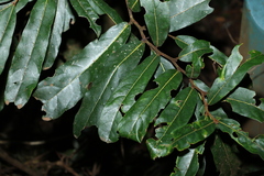 Cryptocarya obovata