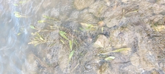Potamogeton nodosus