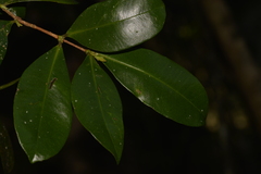 Syzygium