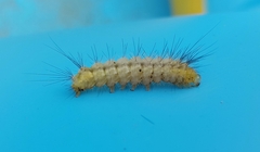 Spilosoma lutea