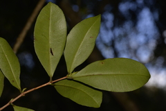 Syzygium