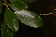 Syzygium