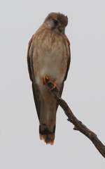 Falco cenchroides