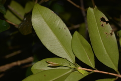 Syzygium