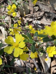 Hibbertia hypericoides