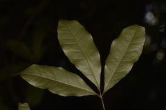 Heritiera trifoliolata