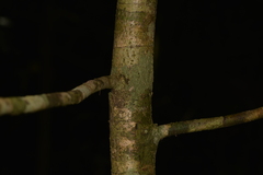 Heritiera trifoliolata