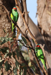 Glossopsitta concinna
