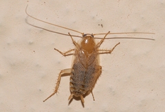Planuncus tingitanus