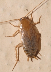 Planuncus tingitanus