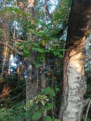 Hydrangea paniculata