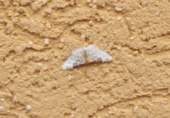 Idaea filicata