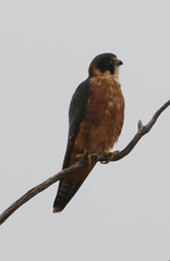 Falco longipennis