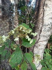 Hydrangea paniculata