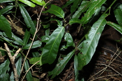 Carronia multisepalea