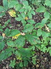 Hydrangea paniculata