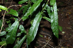 Carronia multisepalea