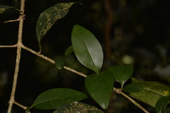 Ligustrum lucidum