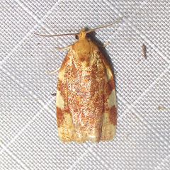 Archips argyrospila