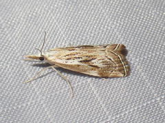 Catoptria oregonicus