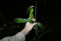 Carronia multisepalea