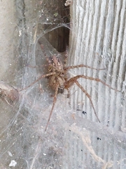 Tegenaria ferruginea