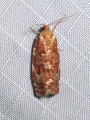 Choristoneura fumiferana