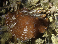 Platydoris argo