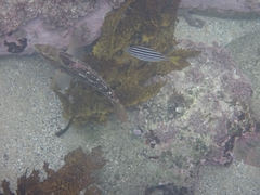 Notolabrus gymnogenis