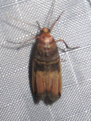 Dasypyga alternosquamella