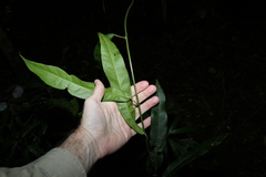 Carronia multisepalea