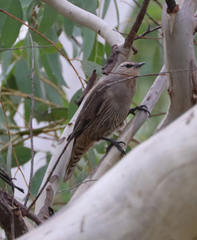 Climacteris picumnus
