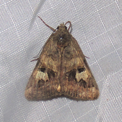 Drasteria adumbrata