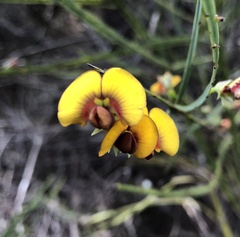 Bossiaea scolopendria