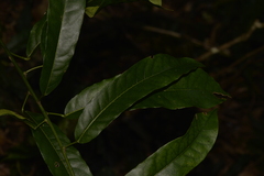 Carronia multisepalea