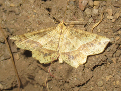 Euchlaena tigrinaria