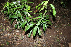 Carronia multisepalea