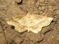 Euchlaena tigrinaria