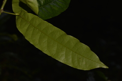 Carronia multisepalea